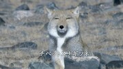 「カルピスオアシス」の新テレビCM「渇いた会社生活」編に登場する、チベットスナギツネ。
