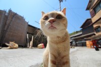 「旅猫ロマン」番組画像