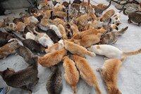 「旅猫ロマン」番組画像