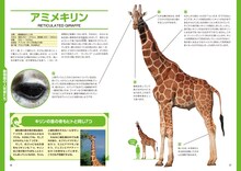 「ココリコ田中×長沼毅presents 図解 生き物が見ている世界」の1ページ。