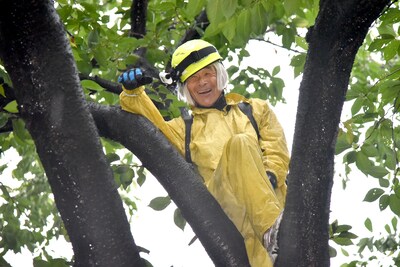 視聴者宅のソメイヨシノに登る間寛平。(c)関西テレビ