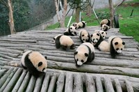 「絶景ハウマッチ!?」で紹介されるパンダ基地。(c)テレビ東京