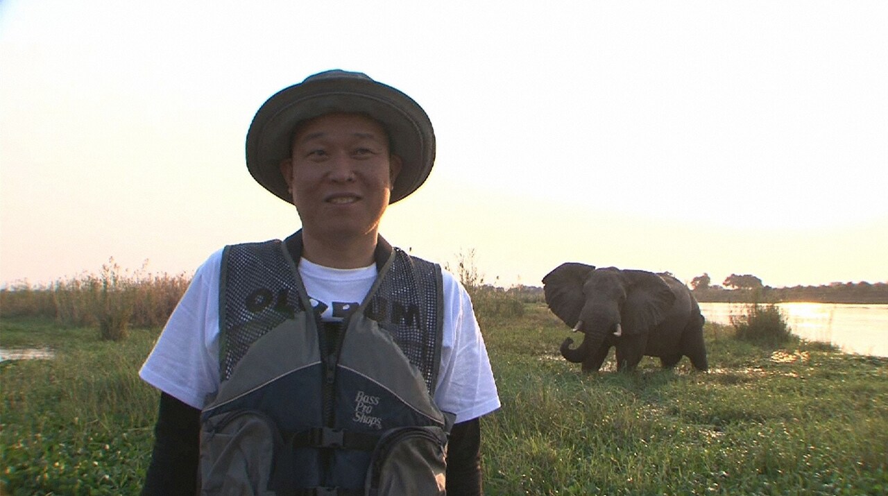 「おねがい！せいじおじさん」復活、泳ぐアフリカゾウの撮影に再チャレンジ