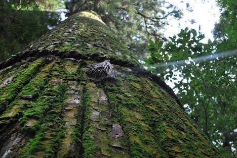 RGが撮影した1枚。