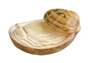 「世界の珍獣 第二弾」シャクレガイ (c)おたんじょうびかい