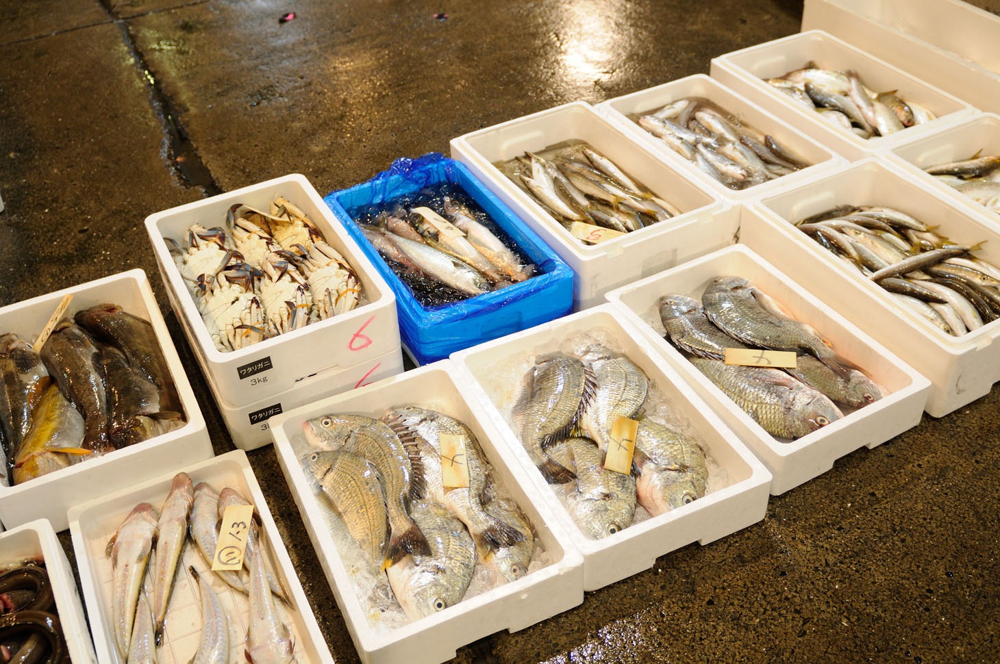 「タウンワーク」新CM「魚河岸編」の撮影中の様子。
