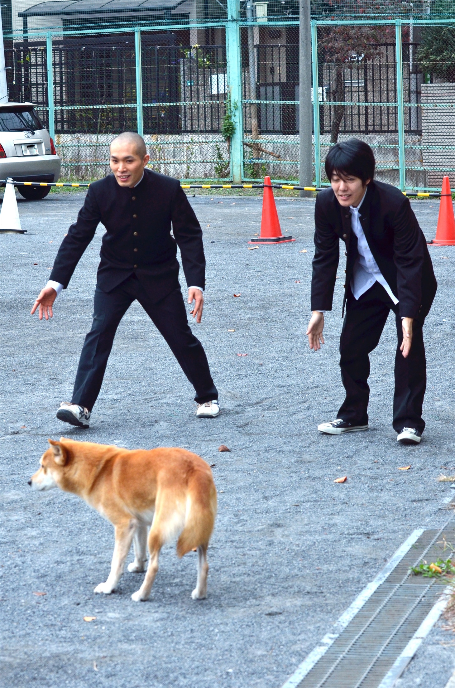 校庭に犬が放たれたワンシーン。