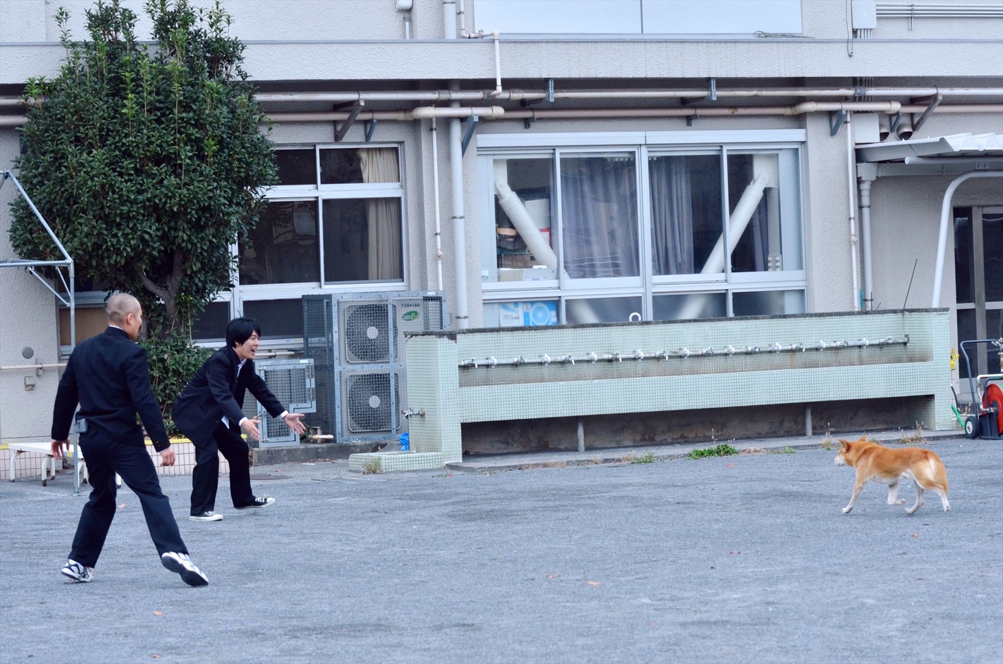 校庭に犬が放たれたワンシーン。