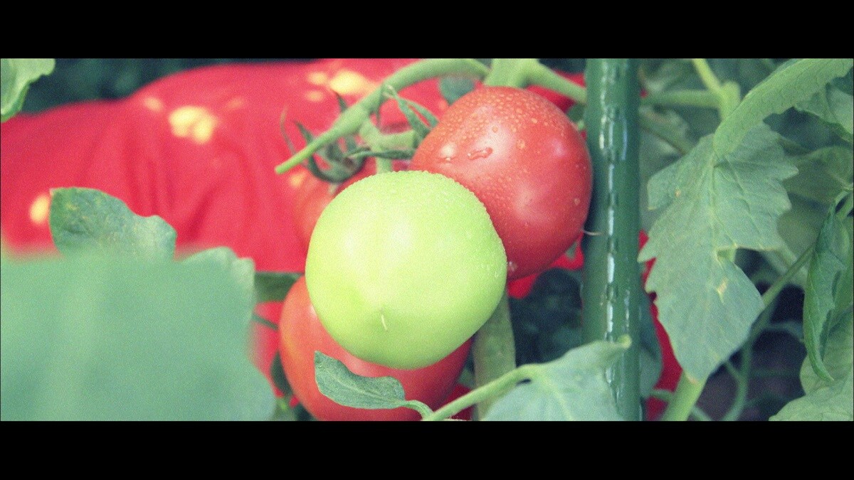 「ドキュメンタリー動画『トマトラ完結編』」のワンシーン。