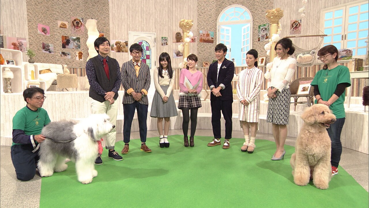 「ネコもワンコも大集合 年末はこれでモフモフ！スペシャル」のワンシーン。(c)NHK