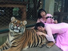 タイでトラと触れ合う阿佐ヶ谷姉妹。(c)関西テレビ