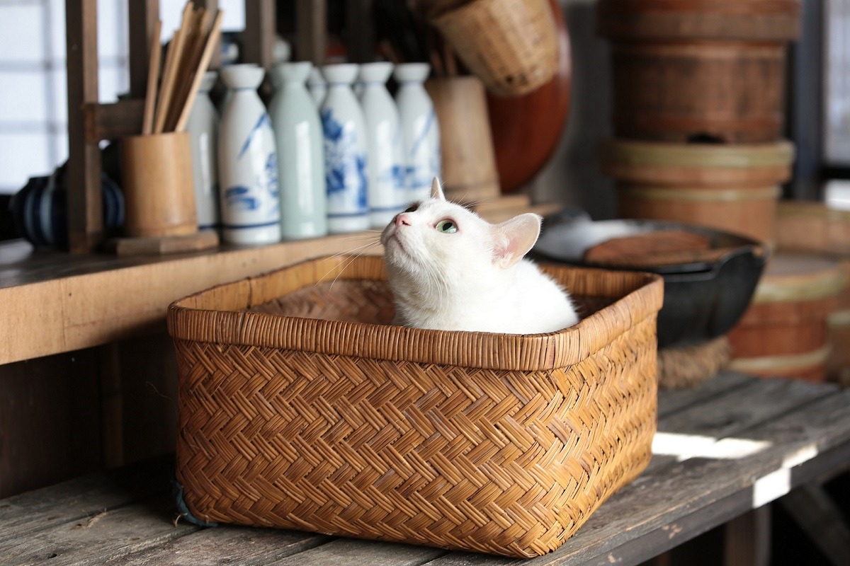 作品に登場する白猫・玉之丞。(c)2016「猫侍 SP」製作委員会