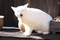 作品に登場する白猫・玉之丞。(c)2016「猫侍 SP」製作委員会