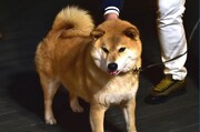 柴犬まる (c)TBS