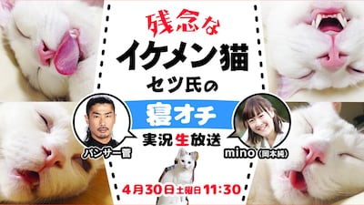「残念なイケメン猫セツ氏の寝オチ実況生放送」(c)AbemaTV