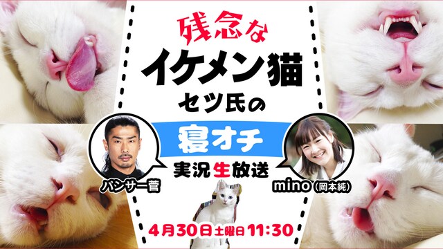「残念なイケメン猫セツ氏の寝オチ実況生放送」(c)AbemaTV