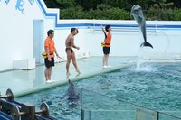 オードリー春日のイルカショーの様子。