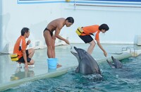 オードリー春日のイルカショーの様子。