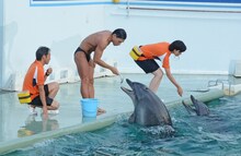 オードリー春日のイルカショーの様子。
