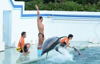 オードリー春日のイルカショーの様子。