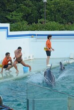 オードリー春日のイルカショーの様子。