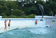 オードリー春日のイルカショーの様子。