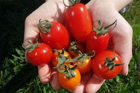 「梅沢富美男＆東野幸治 まんぷく農家メシ！」のワンシーン。(c)NHK