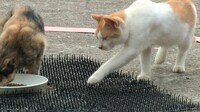 猫よけグッズの中から“たぶん日本一”を決めるコーナーのワンシーン。(c)関西テレビ