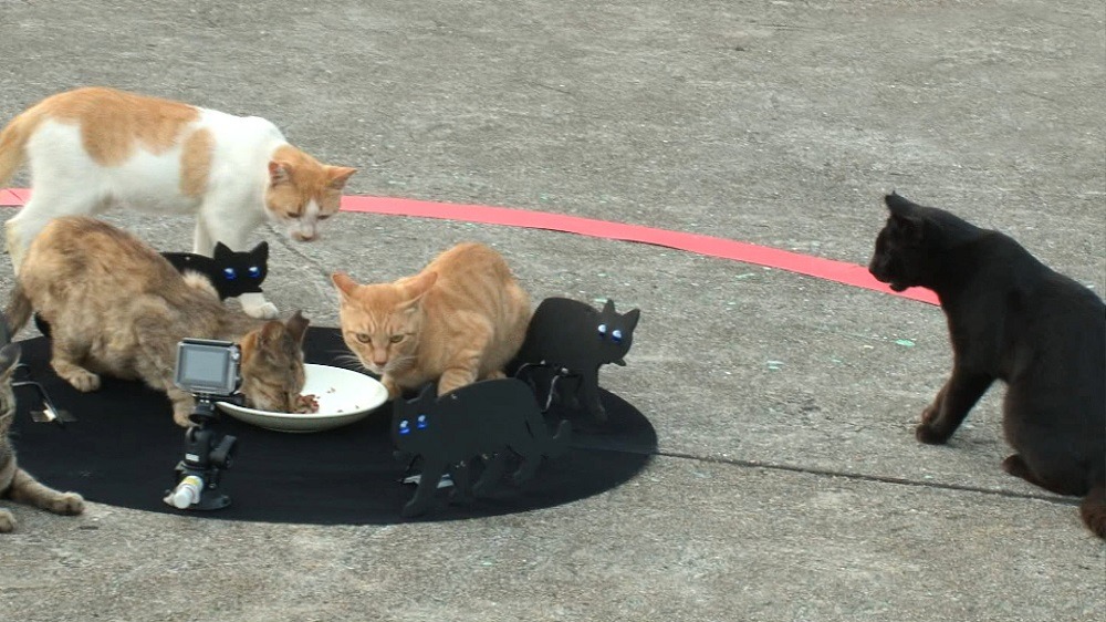 猫よけグッズの中から“たぶん日本一”を決めるコーナーのワンシーン。(c)関西テレビ