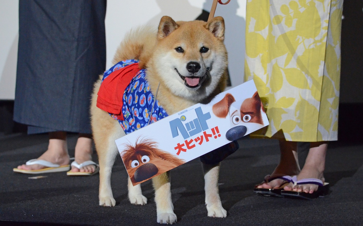 柴犬のまるちゃん。
