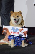 柴犬のまるちゃん。