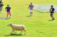 羊を追いかける芸人たち。(c)MBS