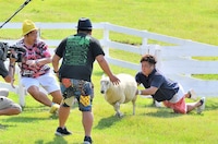 羊を追いかける芸人たち。(c)MBS