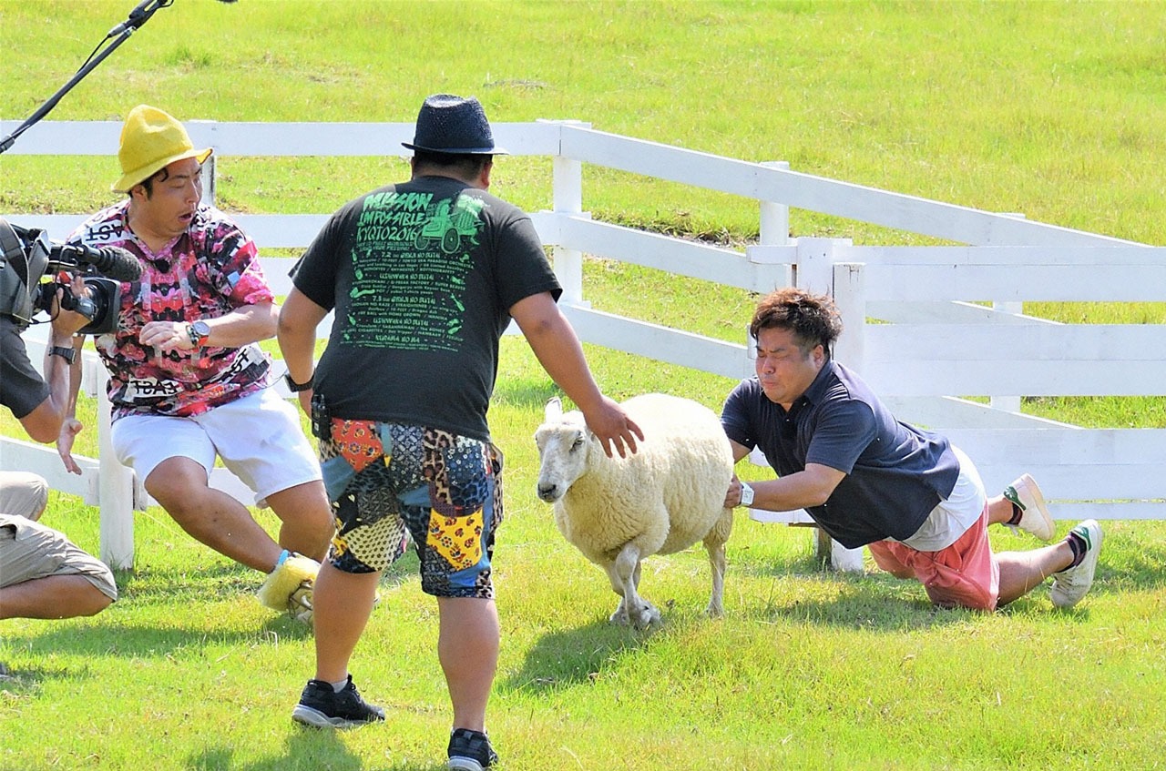羊を追いかける芸人たち。(c)MBS