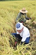 鎌で稲を刈るガレッジセール川田とチカコホンマ。（写真提供：長岡市）