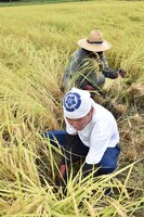 鎌で稲を刈るガレッジセール川田とチカコホンマ。（写真提供：長岡市）