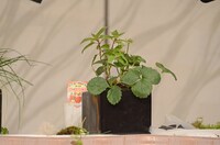 博多大吉が完成させた「ベジタブル盆栽」。