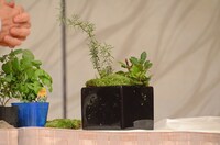 森三中・村上が完成させた「ベジタブル盆栽」。