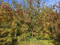 松尾アトム前派出所のリンゴ畑。