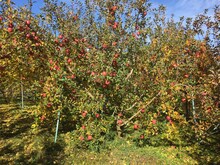 松尾アトム前派出所のリンゴ畑。