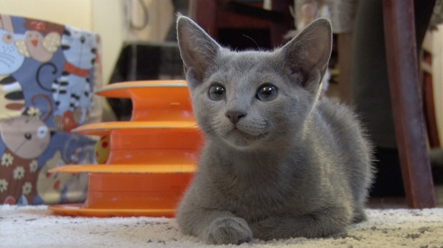 番組に登場する猫のロシアンブルー。(c)TBS