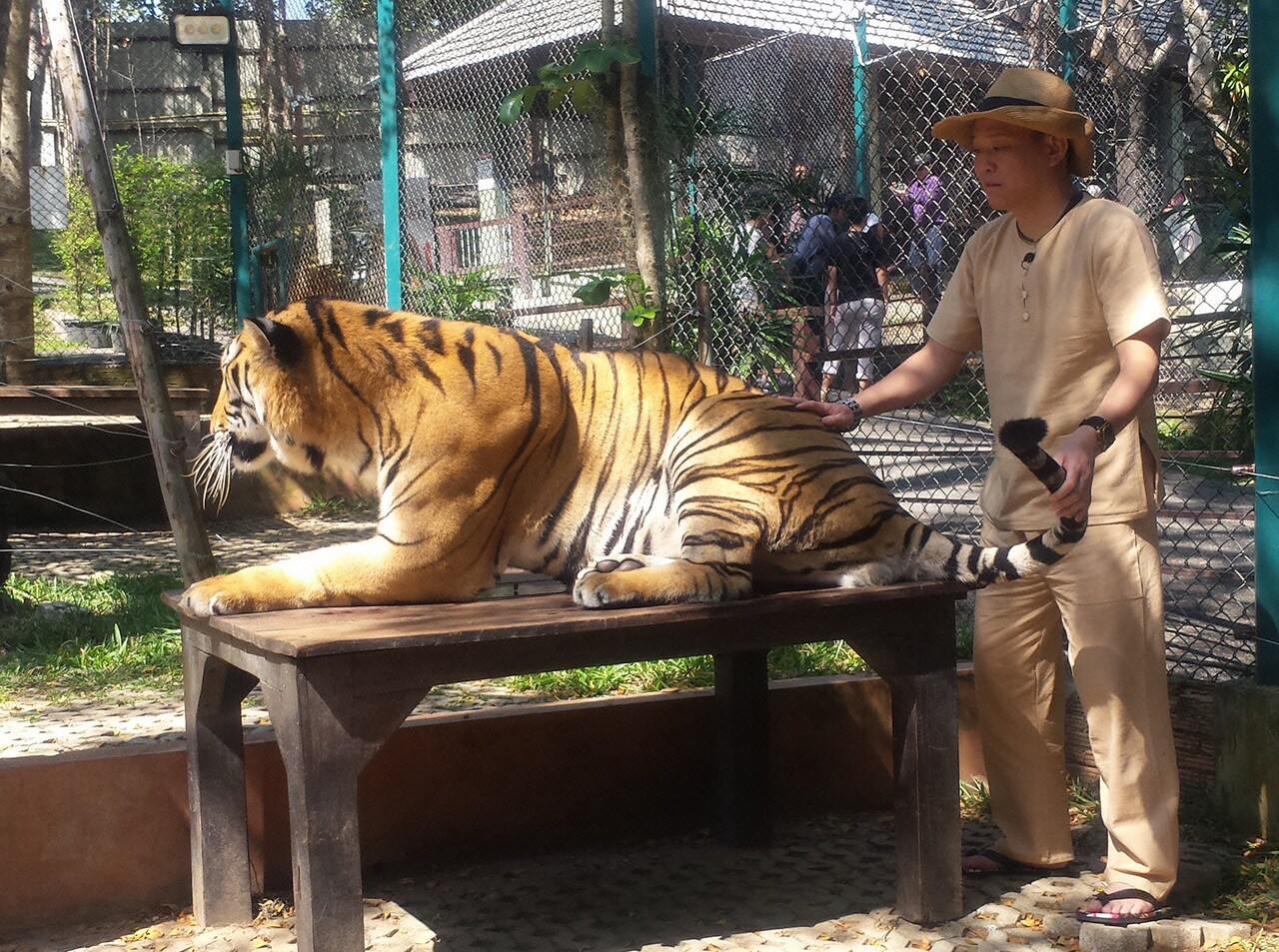 千原せいじ、自らトラの檻へ突入「デカいのいかな、おもんないやん」