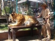 タイ・チェンマイを旅する千原せいじ。(c)読売テレビ