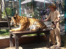 タイ・チェンマイを旅する千原せいじ。(c)読売テレビ