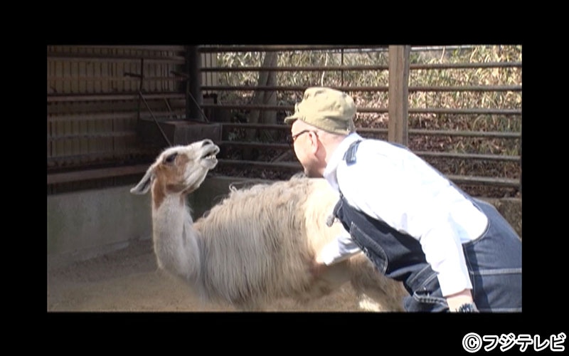 野性爆弾くっきー