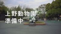 「上野動物園準備中」メインカット