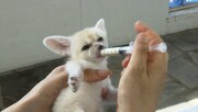 「生き物にサンキュー」に登場するフェネックの赤ちゃん。(c)TBS