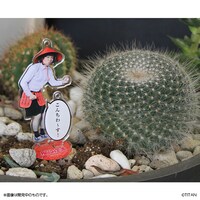 どこみそ使用例