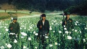 「麻薬密造地帯アヘン王国潜入」より。