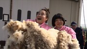 「希望の海・夢の大地 我ら北海道・ふるさと納税探検隊」で羊の毛刈りに挑戦する、おかずクラブ。(c)HBC